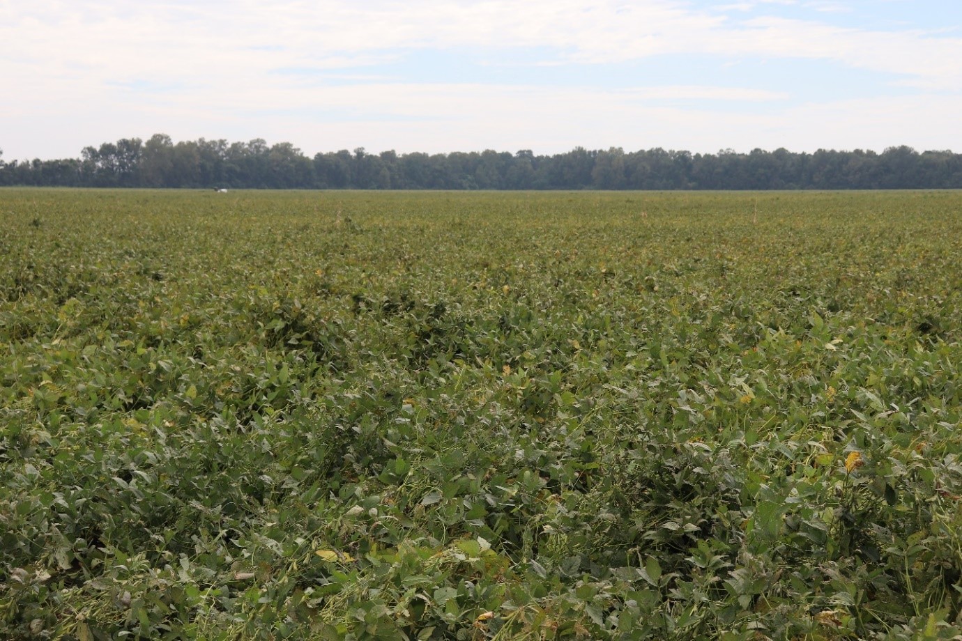 LA Soybean Crop Progress and Condition Week of August 31, 2020